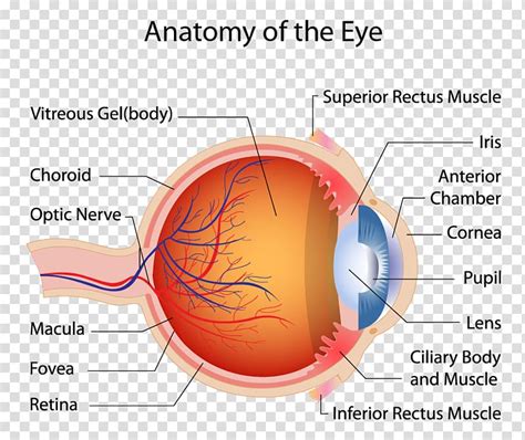 Human Eye Macula Of Retina Muscle Anatomy Eye Transparent Background