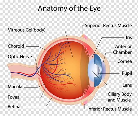 Eye Anatomy Diagram