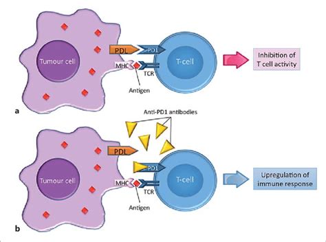 Immune Checkpoint Inhibitors The Pd 1 Pathway Pd 1 Is An Immune