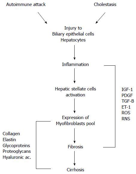 Pathophysiology Of Liver Cirrhosis In Flow Chart Labb By Ag