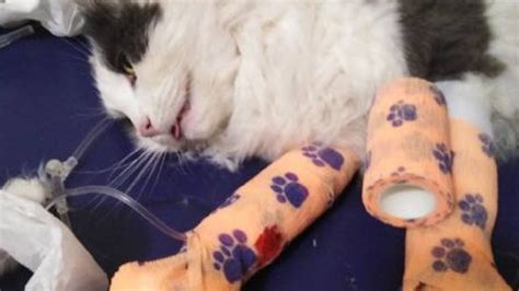 Medlow Bath Cat Severely Injured By Illegal Animal Trap Daily Telegraph