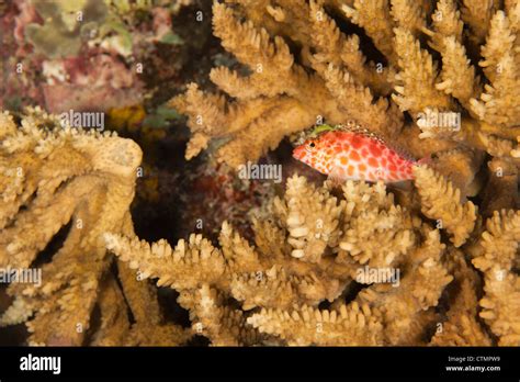 Pixy Hawkfish Cirrhitichthys Oxycephalus On A Tropical Coral Reef In