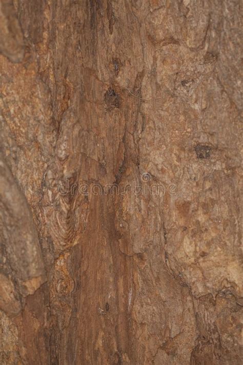 Light Brown Tree Bark Closeup Background Macro Crust Tree Stock Image