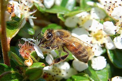 The Seven Different Types Of Honey Bees