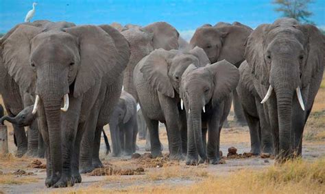 Científicos Plantean Que Elefantes Se Comunican Con Vibraciones Del Suelo