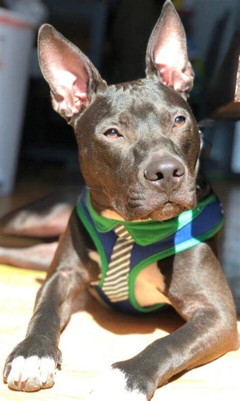 American Pit Bull Terrier Mix Dog For Adoption In Brooklyn Ny