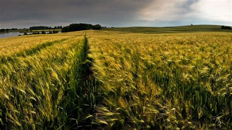 Wallpaper Landscape Nature Sky Green Morning Horizon Wheat