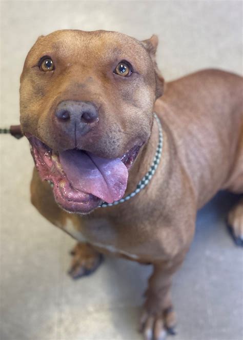 Gloucester County Animal Shelter at Full Capacity, Please Consider