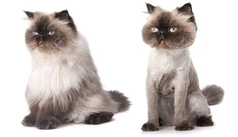 The most common ocular diseases of persian cats include: Should I Shave My Cat To Keep Her Cool? - CatTime
