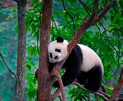 Большая панда: описание, среда обитания, сколько живут