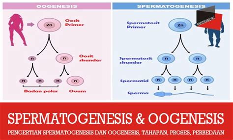 Tabel Perbedaan Spermatogenesis Dan Oogenesis