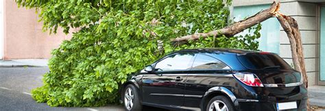 Check spelling or type a new query. Does Insurance Cover Tree Damage? | The Insurance Center