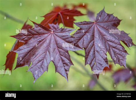 Acer Platanoides Tree Leaves Variety Called Royal Red Emerald Queen