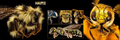 Bee Biology — Museum Of The Earth