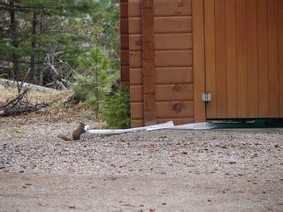 Squirrel Stealing Toilet Paper Pyramid Lake We Came Ba Flickr