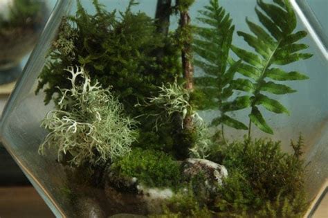 Beautiful Diy Terrarium In 3 Easy Steps No Care For 3 Months