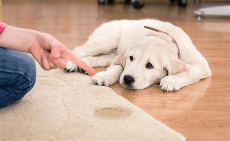 How To Clean Dog Poop Out Of Carpet Noodls