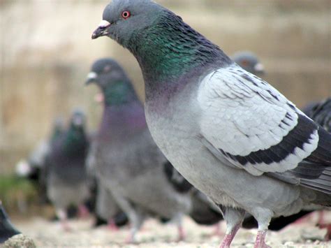 Pigeons Recognize Human Faces Birds And Face Recognition Live Science