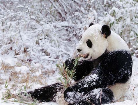 Climate Change May Halve Giant Pandas Habitat By 2070 New Scientist