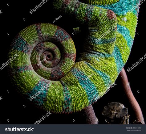 Chameleon Tail Spiral Furcifer Pardalis Ambilobe Stock Photo 444474055