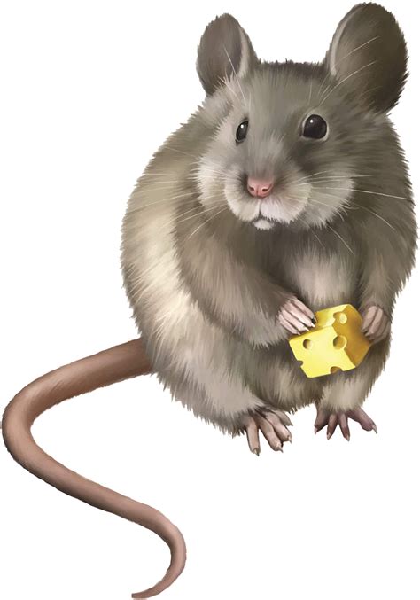Hamster Transparent Images Png Play