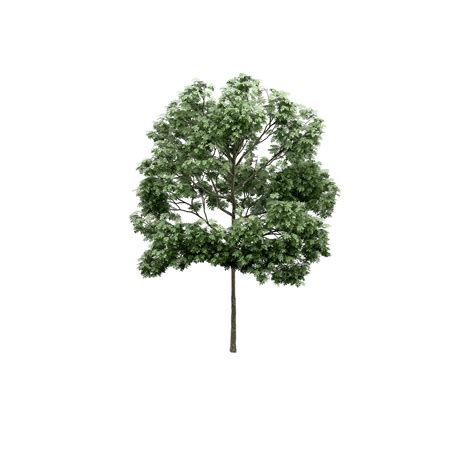 Isometric Tree 3d Render 13922488 Png