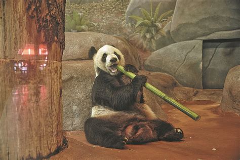 Take A Pandas Tip Memphis Zoos Loan Program Is A Winner In Building