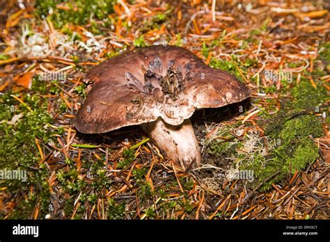 Sarcodon Scabrosus An Edible Mushroom Found In The Pacific Northwest