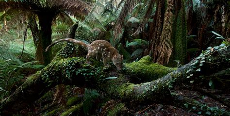 Home Of The Quoll Wildlife Photographer Of The Year Natural History