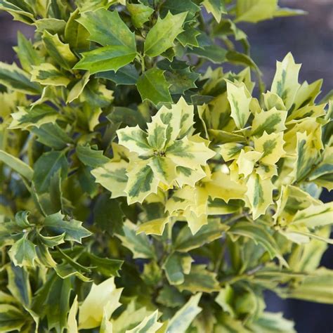 Golden Oakland Holly 3 Gallon Boldly Variegated Evergreen Shrub With