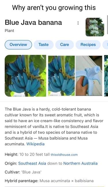 Why Aren T You Growing This Blue Java Banana Plant Taste Care Recipe The Blue Java Is A Hardy