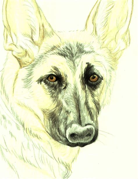 How To Draw A German Shepherd In Colored Pencil Dog Portrait Drawing