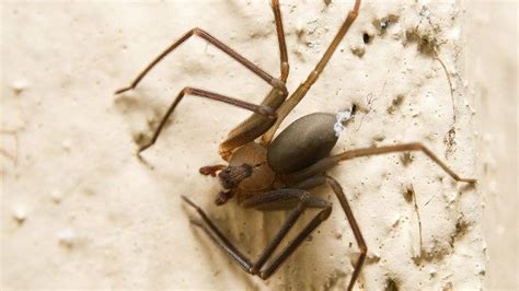 Tennessee Woman Bitten By Brown Recluse Spider Allegedly Finds Dozens