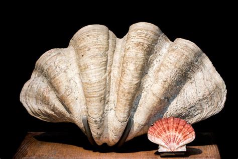 What Is The Largest Seashell Ever Found
