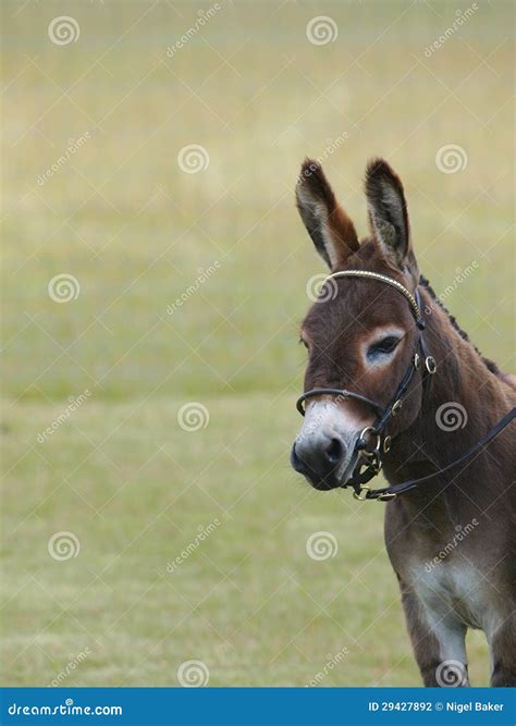 Donkey Head Shot Stock Photo Image Of Ears Eyes Mulish 29427892