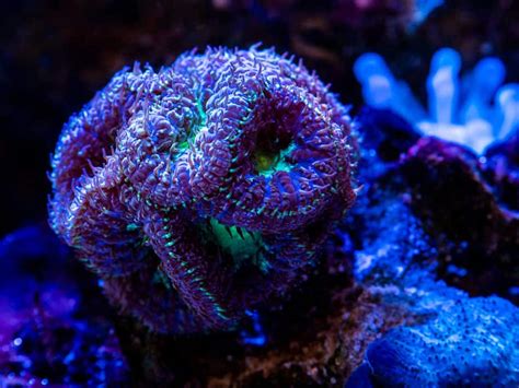 What Are Lps Corals Stony Corals Explained For Beginners Aquarium Genius