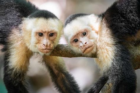 Female Monkeys Live Longer With Female Friends
