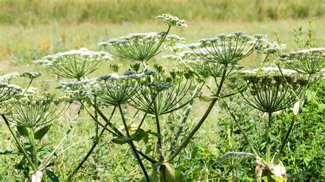 Giant Hogweed How To Identify And Kill This Toxic Plant Gardeningetc