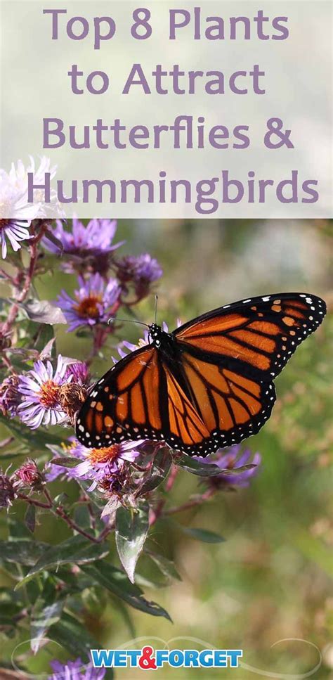 Flowers that attract hummingbirds, bees, and butterflies are certainly on top of my list. 8 Plants that Attract Butterflies and Hummingbirds ...
