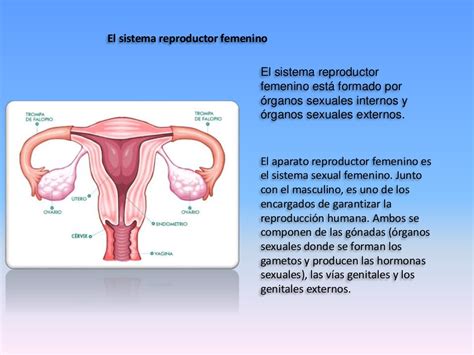 Aparato Reproductor Femenino Y Masculino Gerith