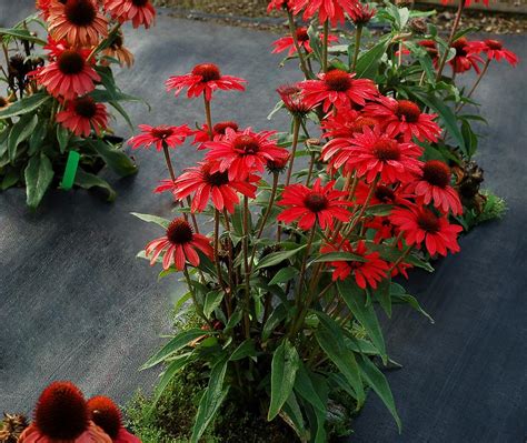 Dwarf Coneflower Echinacea Prima™ Ruby In The Coneflowers Database