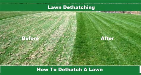Best 6 Tips Of Lawn Dethatching How To Dethatch A Lawn