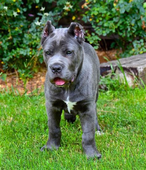 National and worldwide shipping available. Cane Corso For Sale Near Me - Wayang Pets