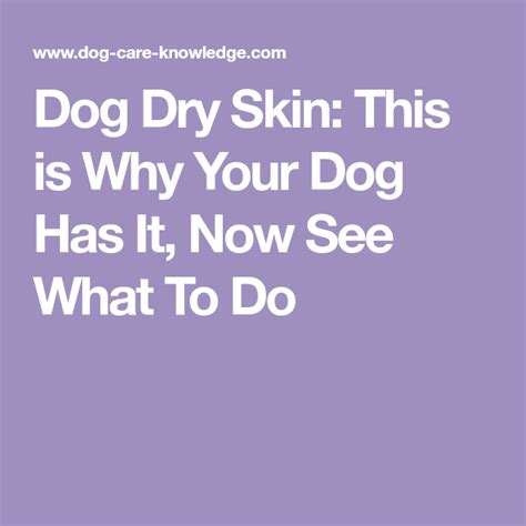 Dog Dry Skin This Is Why Your Dog Has It Now See What To Do Dog Dry