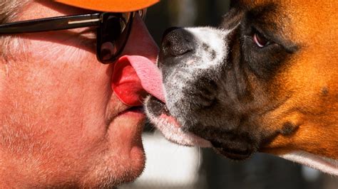 Why Do Dogs Lick Each Others Tongues