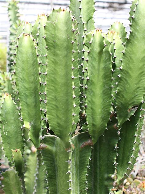 Download tall cactus stock vectors. XL Euphorbia Eritrea Emerald Giant Cactus (euphorbiaceae ...