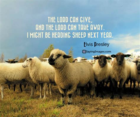 Cute Sheep Quotes Facebook Best Of Forever Quotes