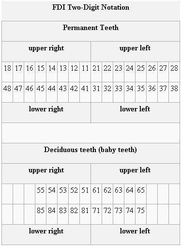 The palmer notation system/deciduous teeth نظام تسمية بالمر الأسنان اللبنية подробнее. Dental Dictionary and Tooth Charts