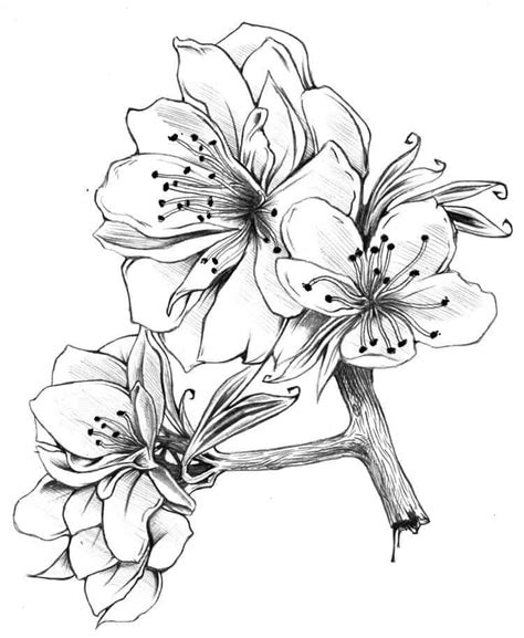 How To Draw A Gardenia Step 6 Beautiful Flower Drawin