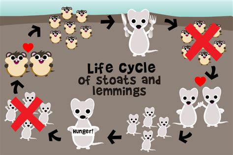 Lemming Animal Facts For Kids Animal Facts Lemming